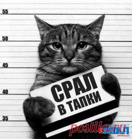 Картинки, юмор, приколы :: NoNaMe