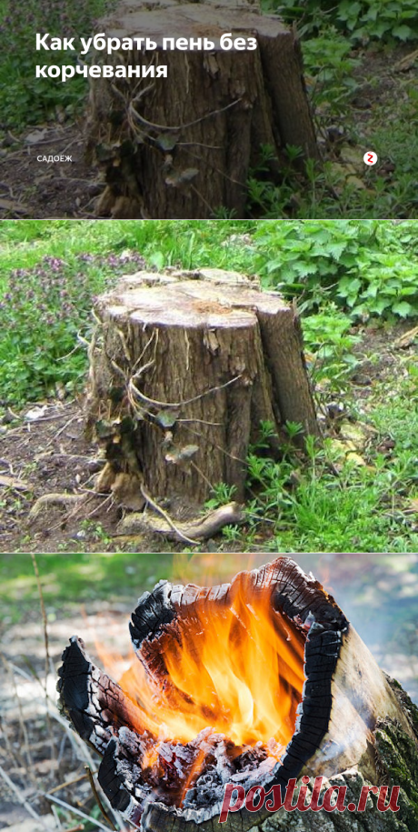 Как убрать пень без корчевания | садоёж | Яндекс Дзен