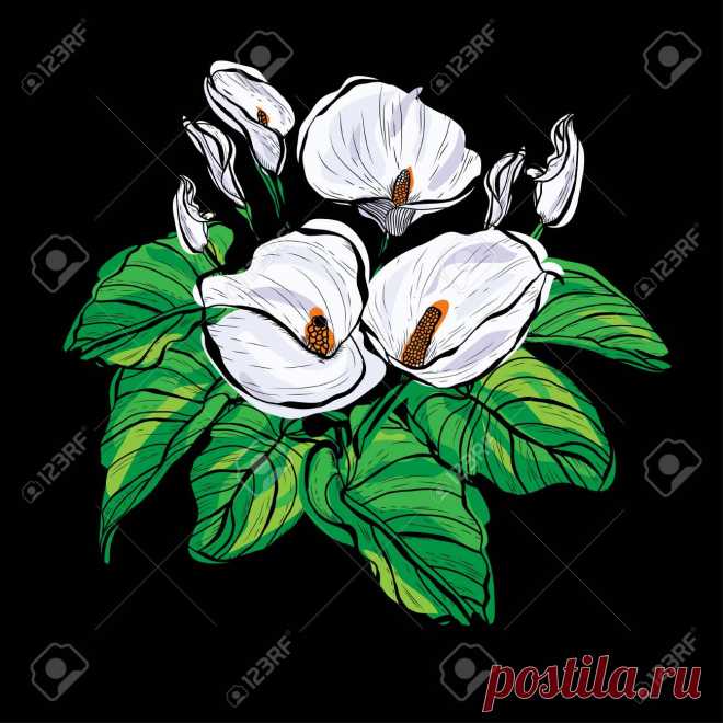 Flores De Calla Decorativas, Elementos De Diseño. Se Puede Utilizar Para Tarjetas, Invitaciones, Pancartas, Carteles, Diseño De Impresión. Ramo De Flores Ilustraciones Vectoriales, Clip Art Vectorizado Libre De Derechos. Image 121877966.