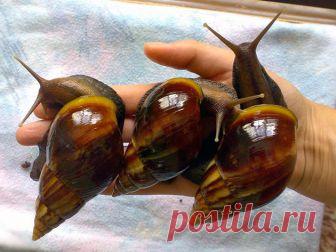 Содержание улитки ахатины – советы, рекомендации