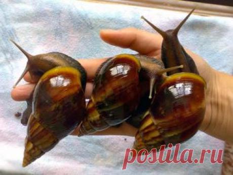 Содержание улитки ахатины – советы, рекомендации