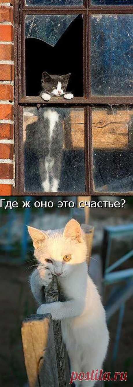 &quot;Почему так грустно коту...&quot; (почти весенняя шутка) | Четвероногий юмор