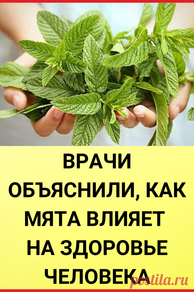 Врачи объяснили, как мята влияет на здоровье человека