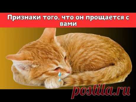 КАК КОШКИ ПРОЩАЮТСЯ ПЕРЕД СМЕРТЬЮ? | КАК УЗНАТЬ, УМИРАЕТ ЛИ МОЯ КОШКА?