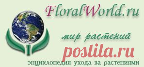 Влияние света  на растения  -  FloralWorld.ru