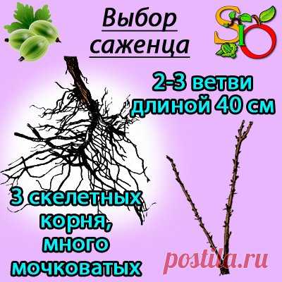 Посадка крыжовника - когда, где и как сажать правильно, время и схема посадки.