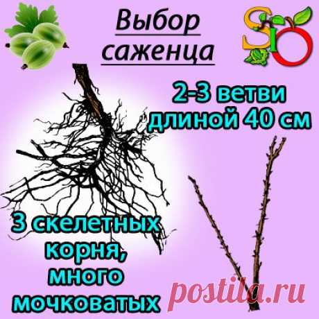 Посадка крыжовника - когда, где и как сажать правильно, время и схема посадки.