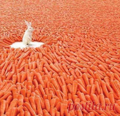 ГМО: биологическое оружие империализма XXI века