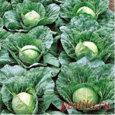 Выращивание белокочанной капусты рассадным способом | Друг пенсионера
Белокочанную капусту можно подразделить на три группы: раннеспелая, среднеспелая и позднеспелая. Как и многие овощи, выращивать ее можно и рассадным способом, и посевом в грунт.