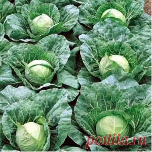 Выращивание белокочанной капусты рассадным способом | Друг пенсионера
Белокочанную капусту можно под­разделить на три группы: раннеспелая, среднеспелая и позднеспелая. Как и многие овощи, выращивать ее можно и рассадным способом, и посевом в грунт.