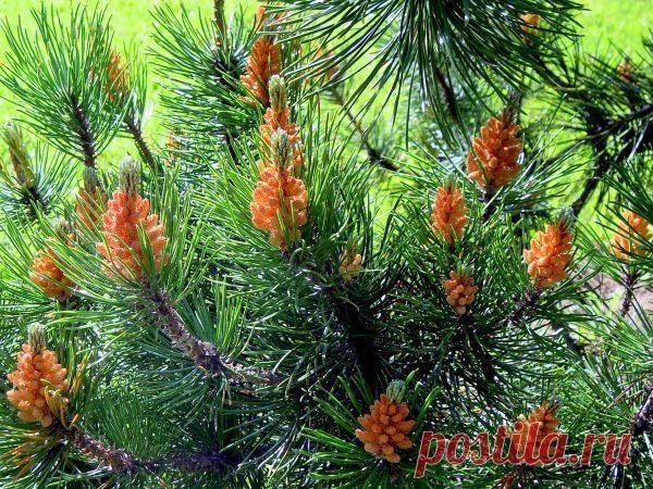 Фото Чубушник. Альбом Цветущие деревья,кустарники - 50 фото. Фотографии *GA* *LA*.