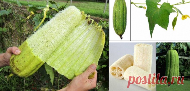 Люффа чудо-тыква: декоративная лиана, вкусные молодые плоды и природные мочалки из вызревших