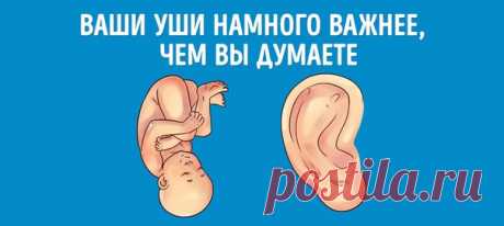 Узнайте, что ваши уши говорят о вас