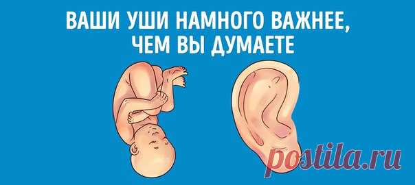 Узнайте, что ваши уши говорят о вас