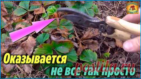 Как оказалось не всё так просто Как я увеличила урожайность клубники Особенный способ скашивать ботву, чтобы ягод было больше