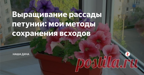 Выращивание рассады петунии: мои методы сохранения всходов Все, кто хоть раз пытался самостоятельно вырастить петунию, знает - дождаться всходов-волосков из мелких, как пыль, семян, нетрудно. Самое трудное – сохранить эти самые всходы до того момента, как растюшки окрепнут и их можно будет пикировать. Остальное дело техники. Как показывает практика, вырастить из тонюсенькой поросли полноценные кустики цветов довольно трудно и проблематично.
