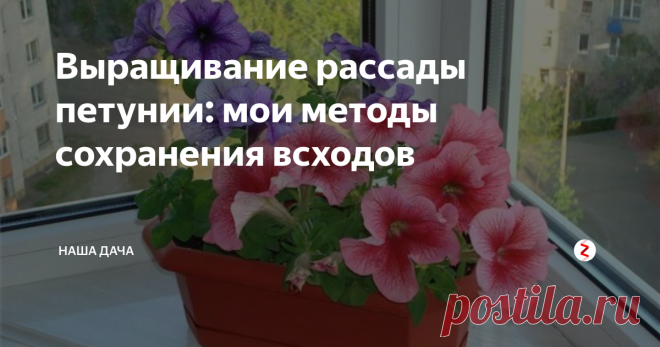 Выращивание рассады петунии: мои методы сохранения всходов Все, кто хоть раз пытался самостоятельно вырастить петунию, знает - дождаться всходов-волосков из мелких, как пыль, семян, нетрудно. Самое трудное – сохранить эти самые всходы до того момента, как растюшки окрепнут и их можно будет пикировать. Остальное дело техники. Как показывает практика, вырастить из тонюсенькой поросли полноценные кустики цветов довольно трудно и проблематично.