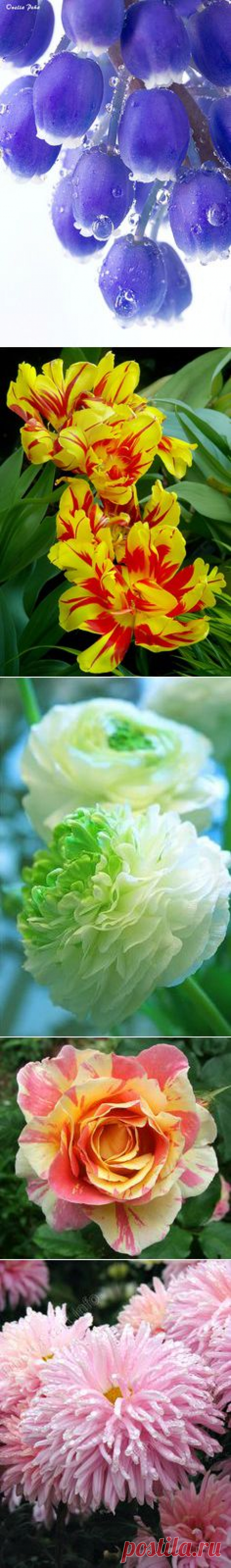 ~ Flowers ~
