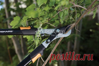 Обрезка смородины весной и осенью, правила Как обрезать смородину, чтобы омолодить. Падает урожайность смородины - необходима омолаживающая обрезка. Обрезка смородины осенью, весной, летом