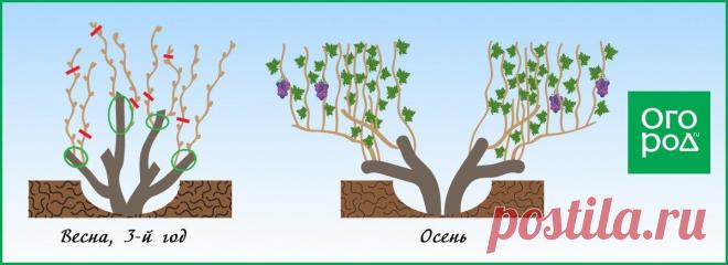 Обрезка винограда весной – пошаговая инструкция с видео для начинающих | В саду (Огород.ru)