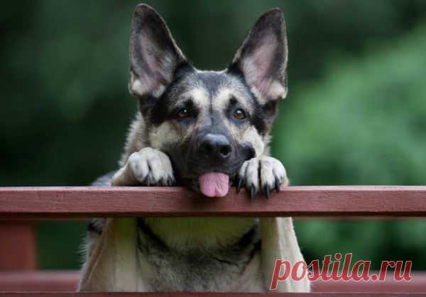 Собаки подражают бессмысленным действиям | Все умницы