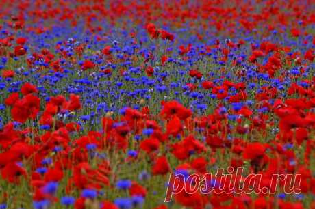 васильки в поле - Поиск в Google