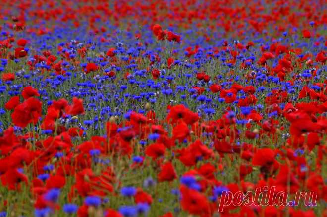 васильки в поле - Поиск в Google