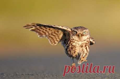 Фото: Забавные животные | Развитие детей. Онлайн игры. Сказки. Раскраски. Алфавит. Карточки. Математика. Здоровье.