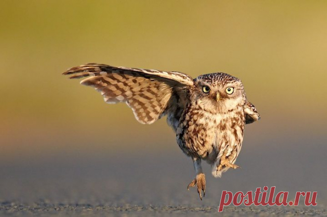 Фото: Забавные животные | Развитие детей. Онлайн игры. Сказки. Раскраски. Алфавит. Карточки. Математика. Здоровье.