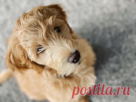 Когда не нужно заводить собаку: 4 причины
Домашние животные – это радость в доме. Но не все и не всегда. Есть ситуации, когда заводить собаку нежелательно и даже опасно. Вот 4 причины повременить с покупкой питомца или вообще отказаться от этой идеи. Принципиальная любовь к чистоте Некоторые хозяйки пристально следят за чистотой в круглосуточном режиме. Накопление пыли на поверхностях недопустимо, каждая вещь […]
Читай пост далее на сайте. Жми ⏫ссылку выше