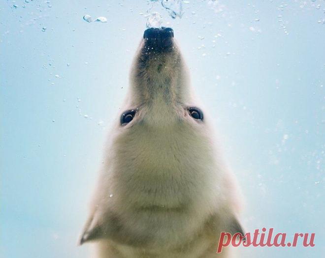 Белые медведи под водой