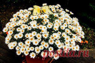 (35) Однокласники