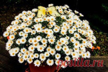 (35) Однокласники