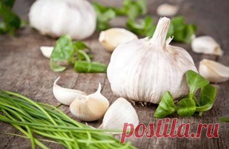 ЧЕСНОК  ОТ 100 БОЛЕЗНЕЙ !!!  **Соли из организма, иммунитет, чистка крови , сосуды, сердце, кровь. Убирает лишние жиры и отложения, обмен веществ, жен/болезни. *Настойка: в стекл/бутылку -чеснок 12зуб, каждый на 4 части, и залей кр/вином 3ст. Закрой, и стоит на солн/стороне окна -2 недели, каждый день взбалтывай 2-3р. Затем процеди, с слей в тем/бутылку. *Приём: по 1чл - 3 р/день, в теч. месяца.