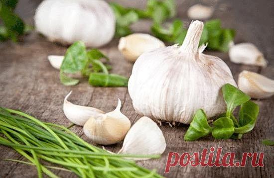 ЧЕСНОК  ОТ 100 БОЛЕЗНЕЙ !!!  **Соли из организма, иммунитет, чистка крови , сосуды, сердце, кровь. Убирает лишние жиры и отложения, обмен веществ, жен/болезни. *Настойка: в стекл/бутылку -чеснок 12зуб, каждый на 4 части, и залей кр/вином 3ст. Закрой, и стоит на солн/стороне окна -2 недели, каждый день взбалтывай 2-3р. Затем процеди, с слей в тем/бутылку. *Приём: по 1чл - 3 р/день, в теч. месяца.