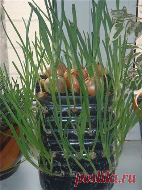 Дачный участок