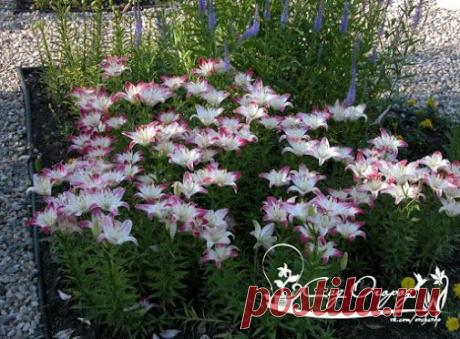 КАК ВЫРАСТИТЬ ЛИЛИИ ИЗ ЧЕШУЕК Многие садоводы любят лилии. Хотим рассказать…