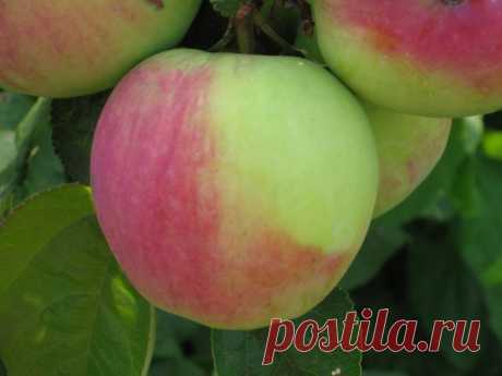 Лучшие 10 сортов яблонь для средней полосы. Список названий с описаниями и фото - Ботаничка.ru - Страница 2