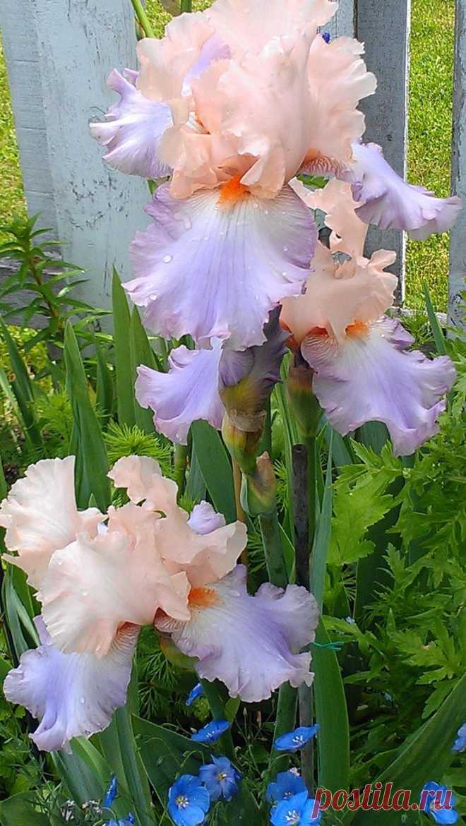 Tall Bearded Iris 'Celebration Song'  |  Pinterest: инструмент для поиска и хранения интересных идей