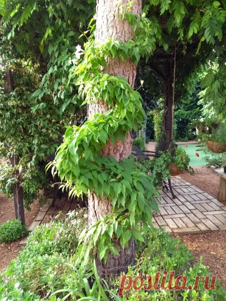 jardín