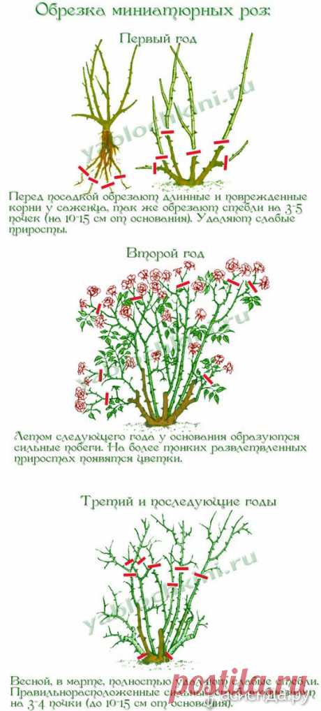 Обрезка роз. часть 4. Миниатюрные и полиантовые розы.: Группа Цветы и флористика