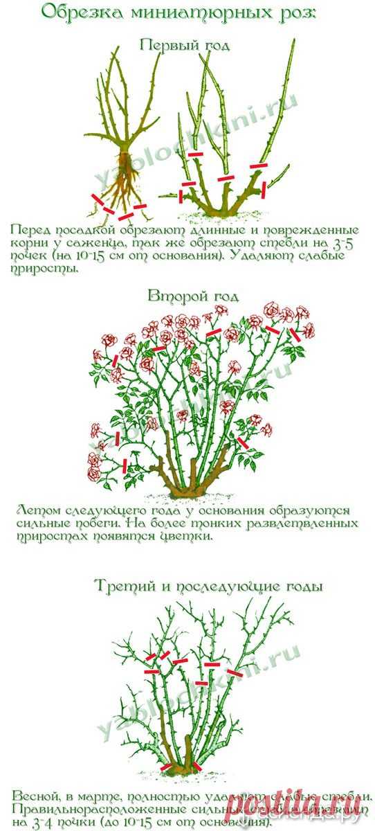 Обрезка роз. часть 4. Миниатюрные и полиантовые розы.: Группа Цветы и флористика