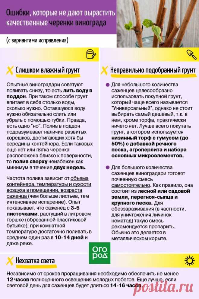 Ошибки, которые не дают вырастить качественные черенки винограда