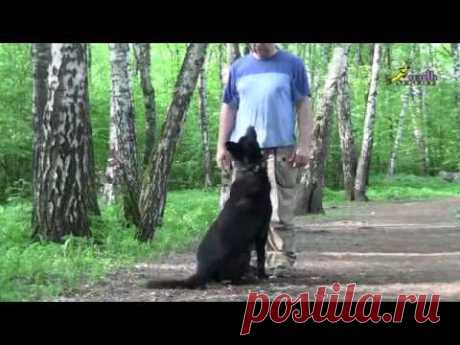 Команда ко мне, три правила, которые необходимо знать каждому