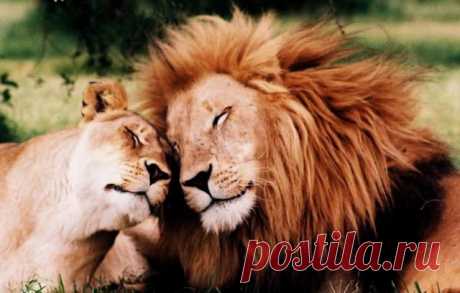Animals in Love | iLyke