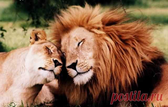 Animals in Love | iLyke