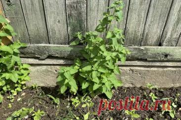 Что можно посадить в тени забора: 7 культур, которые не просто выживут, а дадут урожай. Первое место занимает шпинат. Он прекрасно растёт в полутени и сохраняет сочность листьев.