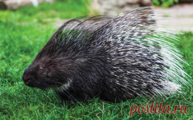 Как один дикобраз обидел трех собак