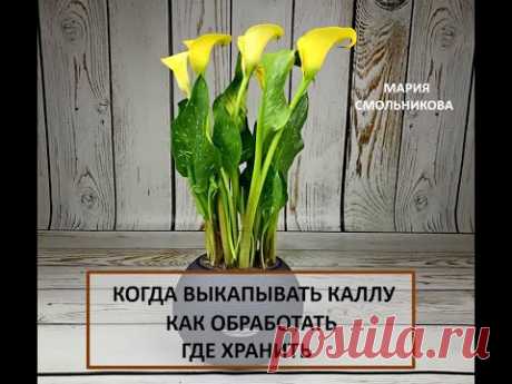 Когда выкапывать каллы.Как обработать.Где хранить.