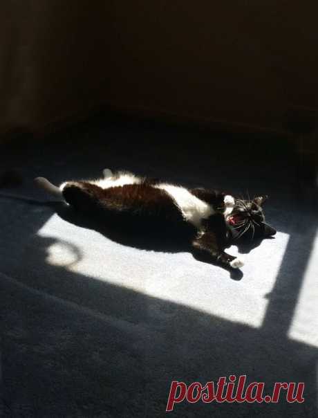 Котизм